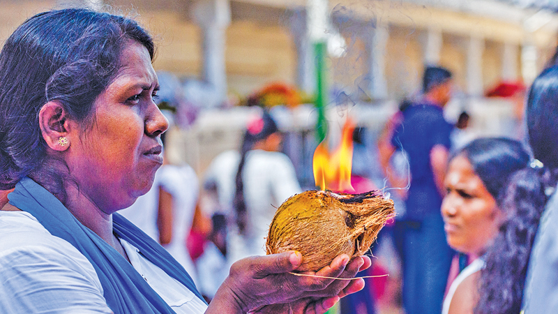 පොල් ගණං නිසා කතරගම දේවාලයේ පොල් ගැහිල්ලත් අඩුවෙයි.