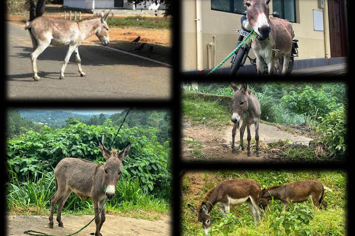 පුත්තලම් බූරුවන් ඉතාලියේ මාර ඩිමාන්ඩ්.