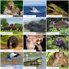 ජාතික සත්ත්ව සංග­ණ­න වාර්තාව එලිදකී. නිර්දේශ කිහිපයක් ලබාදෙයි.